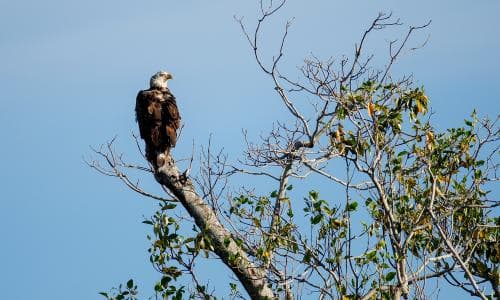 Trump orders likely to drive species’ extinction, wildlife advocates warn